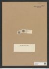 Coscinodiscus sp. (de-Toni-Nr.: Genus 202, Species 4935 ?) Zeichnungen Sammlung Grunow Nr. 8922 (NHMW-BOT-W0378592)